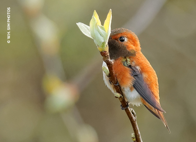 WHSIM-Rufous-Hummingbird-Stop-and-Smell-the-Flowers.jpg