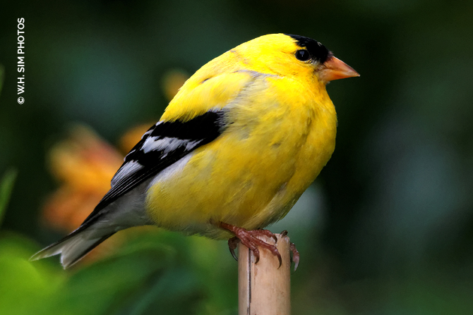 WHSIM-American-Goldfinch-Male1.jpg