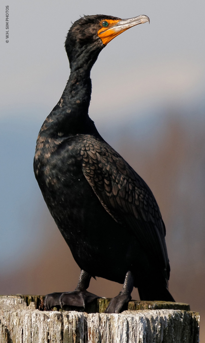 Double-Crested Cormorant (adult)