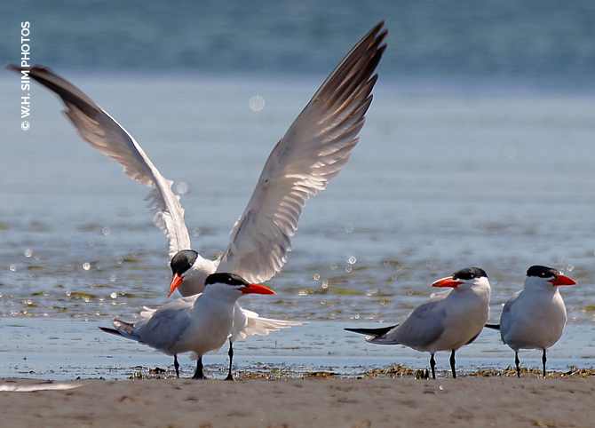 © WHSIM Caspian Terns at the Beach.jpg