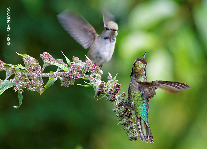 WHSim Male Annas Hummingbirds Battling.jpg