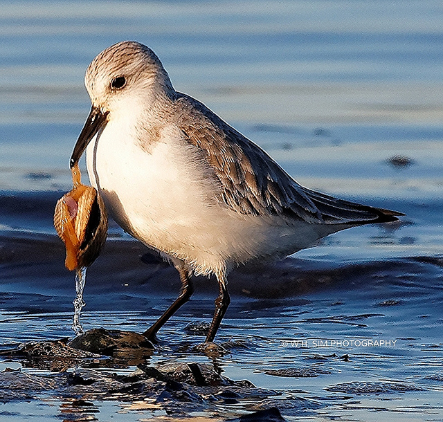 Nice haul for this Sanderling