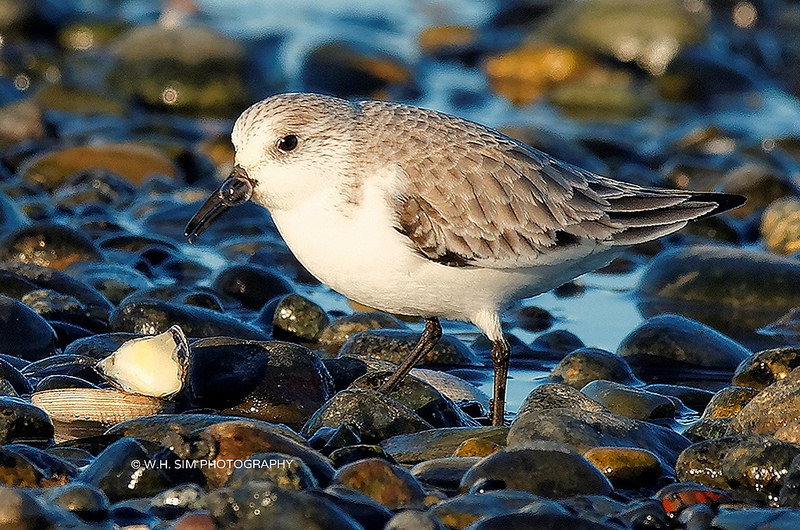 Sanderling blowing bubbles (fun with burst mode!)