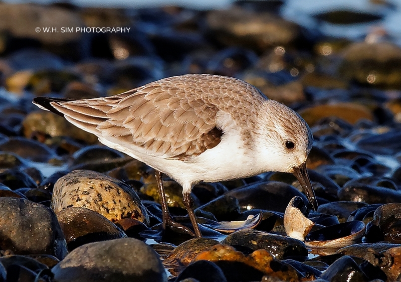 What gulls leave behind are tasty tidbits for the Sanderlings